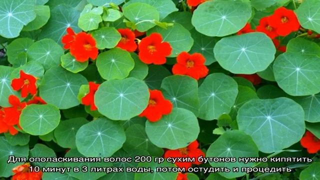 Не только красивые, но и полезные: 12 цветов с лекарственными свойствами смотреть онлайн