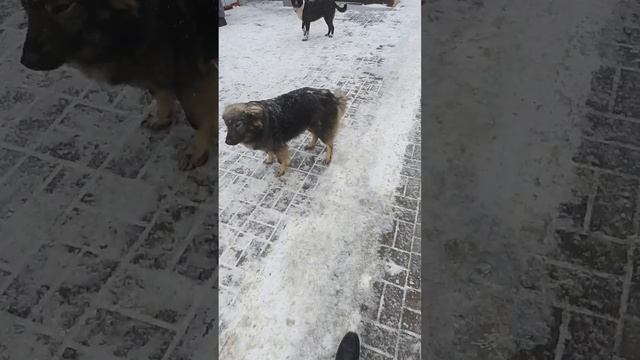 Очередь? #бездомныеживотные #рекомендации #рек #животные #котик смотреть онлайн