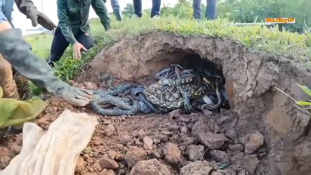 Змея. Змеи ядовитые смотреть онлайн