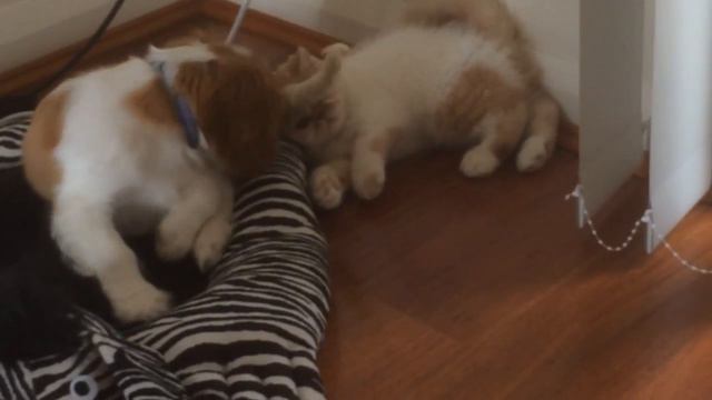 Cavalier King Charles Spaniel and Exotic Persian brotherly love смотреть онлайн