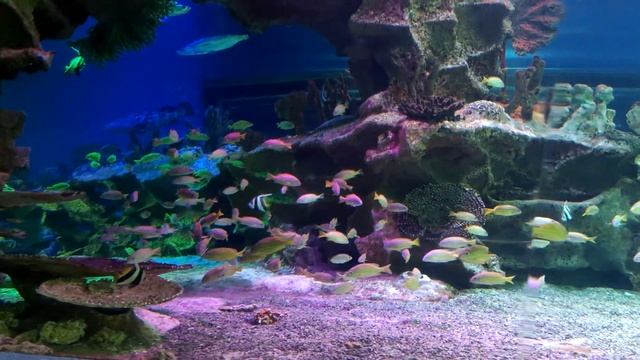 20230803 Санкт Петерубрг, океанариум, подводный тоннель смотреть онлайн