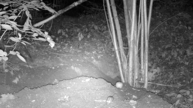 Лиса каждую ночь заглядывает к барсуку: грязнуля против чистюли. Еще возле норы гуляет вальдшнеп смотреть онлайн