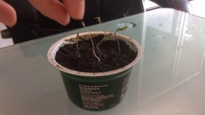 Как просто убрать семя с семидольного листа / Как я спасала рассаду томатов (помидор)