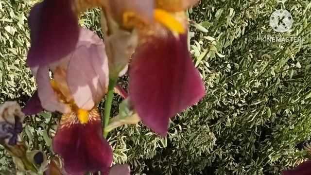 Марина Иванова.Карло кормит Сашу,Артист снова восхищается своей красотой,у Юли какие-то проблемы смотреть онлайн