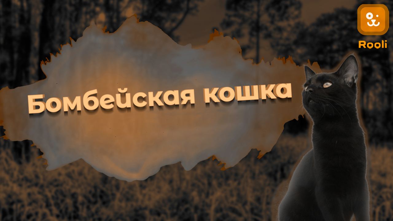 Бомбейская Кошка: Грация и Элегантность в Черном Обличии смотреть онлайн