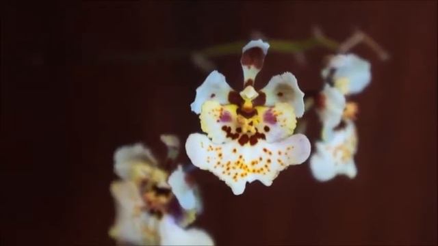 Orchid - Tolumnia's Secondary Spike is in Full Bloom смотреть онлайн