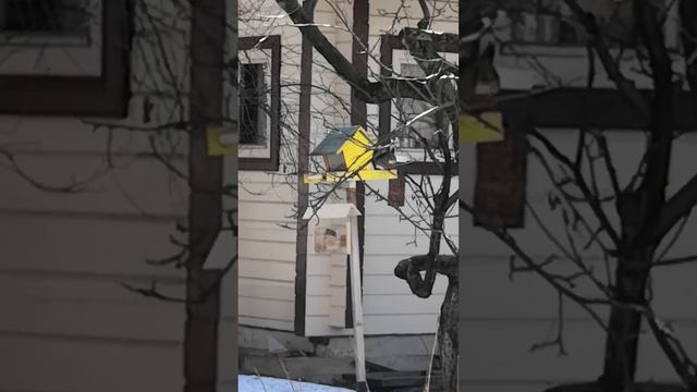 Белка и бункерная кормушка для птиц. смотреть онлайн