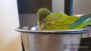ПОПУГАИ МОНАХИ КВАКЕРЫ КУПАЮТСЯ. КАК НАУЧИТЬ ПОПУГАЯ КУПАТЬСЯ? / How to teach a parrot to swim?