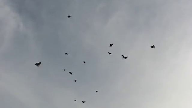 Николаевские голуби Сергея Родионова (Вечерние Зарисовки). Волгоград. Часть 28. смотреть онлайн