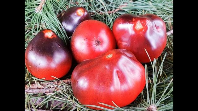 Самый лучший томат в мире 2023 г.!!! Высокоурожайный, сладкий и вкусный томат сорта СИНЯЯ ГРУША!!! смотреть онлайн