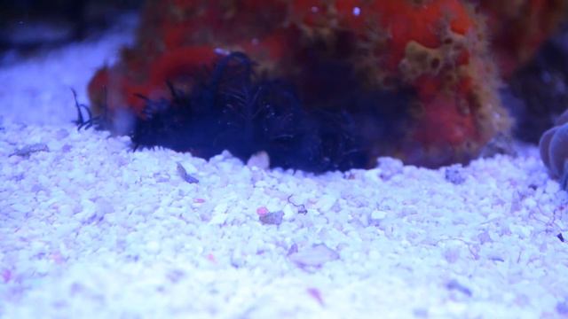 Feather Stars ,walking on the sand. смотреть онлайн