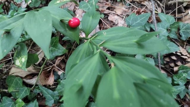 Растение реликт:Иглица подъязычная? смотреть онлайн