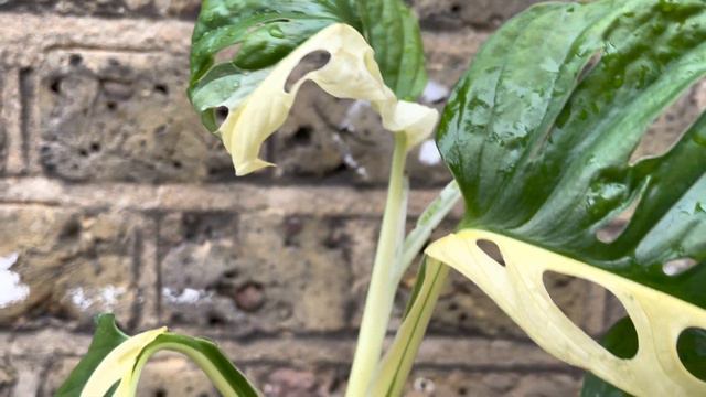 Variegated Monstera Adansonii Plant Rare Half Moon Variegated Leaf