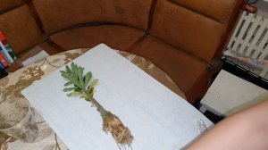 Адениумы // Проблемы. Гниль у молодого сенца. Adenium rot