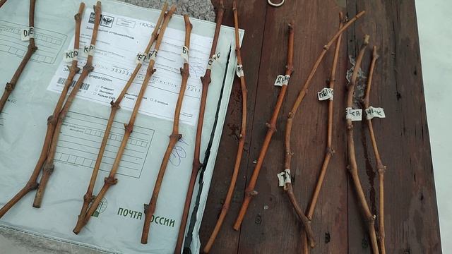 Распаковка посылки с черенками винограда для прививок от Юрия Ефремова из с. Мерчанское. смотреть онлайн