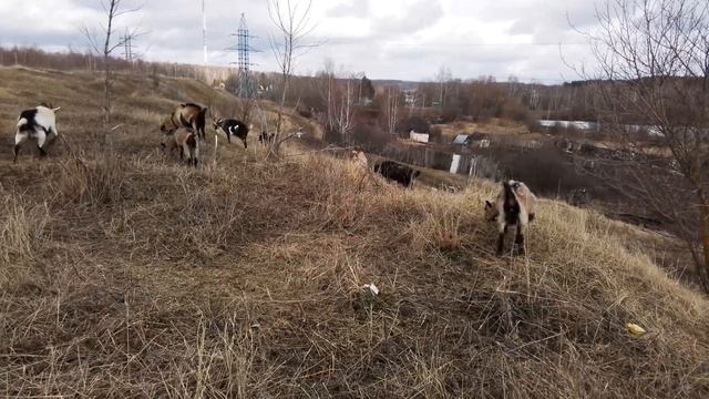 Признаки козы-гермафродита.Анонс продажи/обмена альпийских козликов.