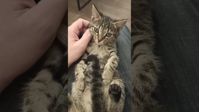 Самые нежные котята от говорящей кошки смотреть онлайн