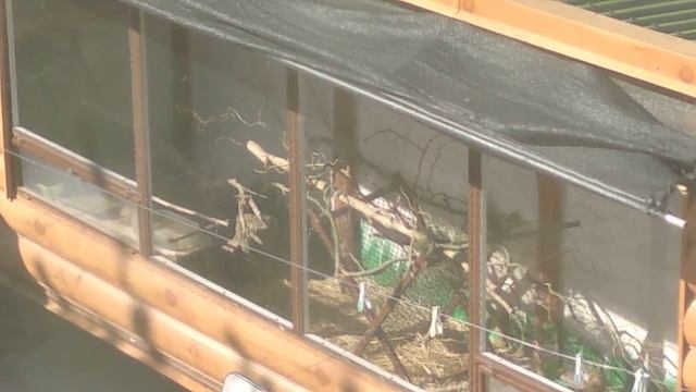 Пение черного дрозда в вольере смотреть онлайн