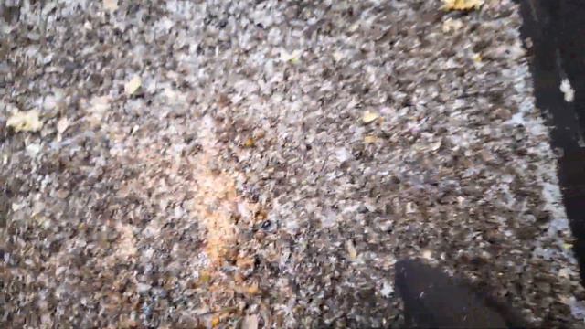 Ленивый пчеловод. Мелкие потери по непонятным причинам смотреть онлайн