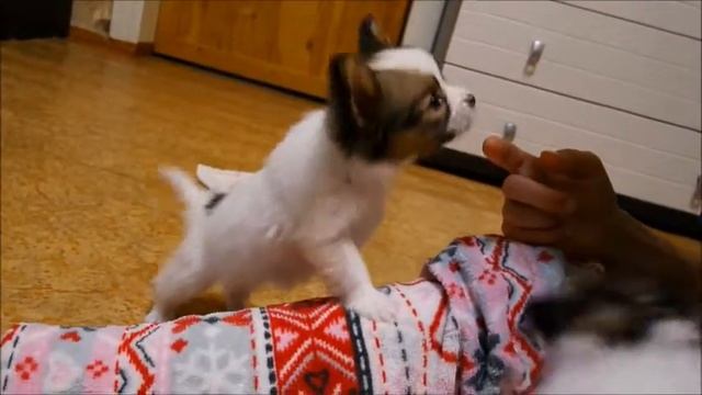 Щенки папийона, питомник Аль де Лион смотреть онлайн