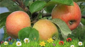 Яблоня обыкновенная Конфетное ? Обзор: посадка и уход. саженцы, крупномеры: описание и особенности