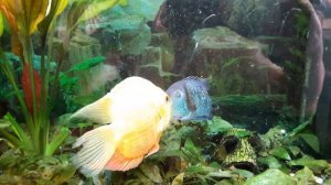 РАЗБОРКИ МЕЖДУ РЫБАМИ В АКВАРИУМЕ (АКАРА ПРОТИВ СЕВЕРУМА)