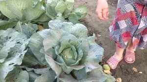 Спасаем капусту от совки