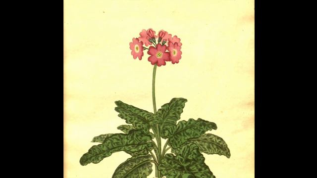 Vintage Botanical Prints - 69 in a series - Primula Cortusoides from The botanist's repository(1797 смотреть онлайн