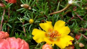 Там, где не бывает снега 1 - 4 серии (сериал 2021)