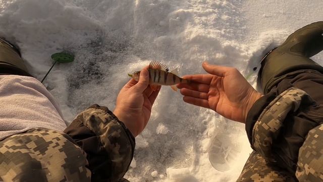 Ловим рыбу на мормышку Банан. Глухозимье. Трофейный ёрш смотреть онлайн