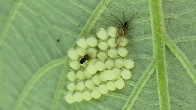 Scelionidae : Zygaena ephialtes eggs parasitized by an egg-parasitoid смотреть онлайн