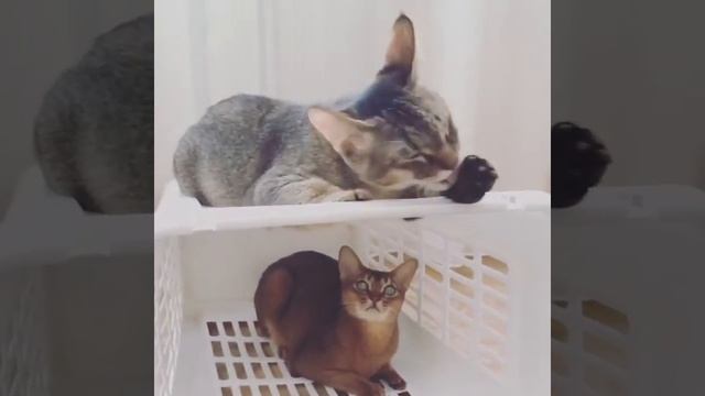 Чаузи F2 и абиссинская. Chausie