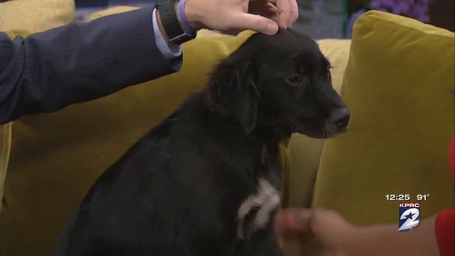 Pet Of The Week: Chester