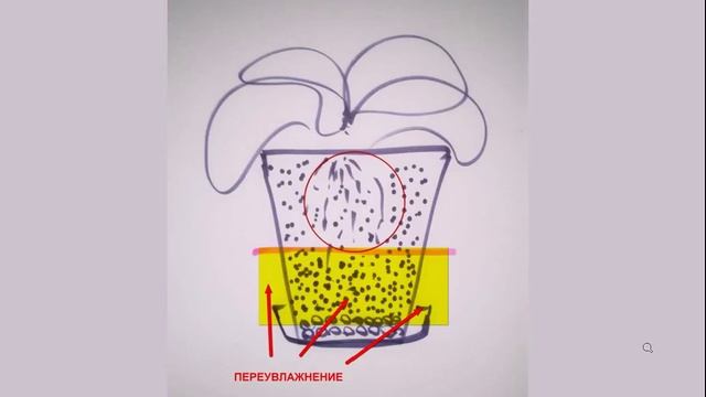 Плющ сохнет, на листьях пятна смотреть онлайн