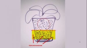 Плющ сохнет, на листьях пятна