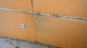 Утеплитель Кнауф и Пеноплекс едят муравьи