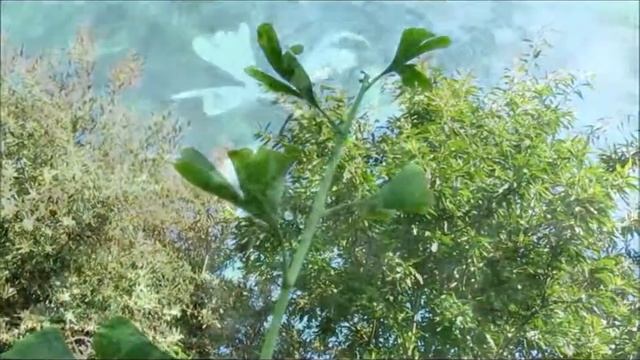 28/05/2012 - Ginkgo Biloba