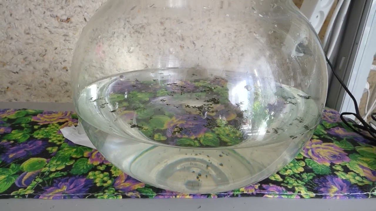 Дафния Моина, живая культура для прудов, аквариумов, ответы на вопросы смотреть онлайн