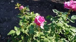 Роза ?чайно-гибридная? Клод Брассер?(Claude Brasseur 2006 Meilland) ароматная роза? ??