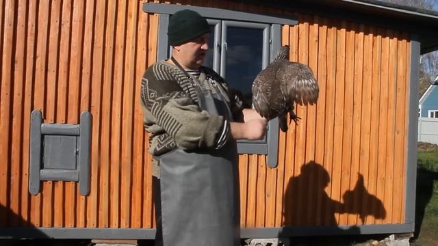 КАК ВЫБРАТЬ ЛУЧШУЮ НЕСУШКУ ! ЛЕГГОРН ЛУЧШАЯ В МИРЕ НЕСУШКА ! смотреть онлайн