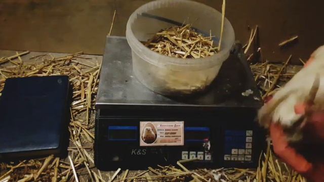 СКОЛЬКО?? весит ПЛЕМЕННОЙ Альбинос техасский СТАНДАРТ,Белый Фараон американский смотреть онлайн