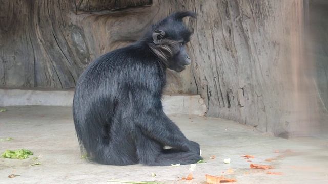 Как кушают самые загадочные мартышки - Мангобеи смотреть онлайн