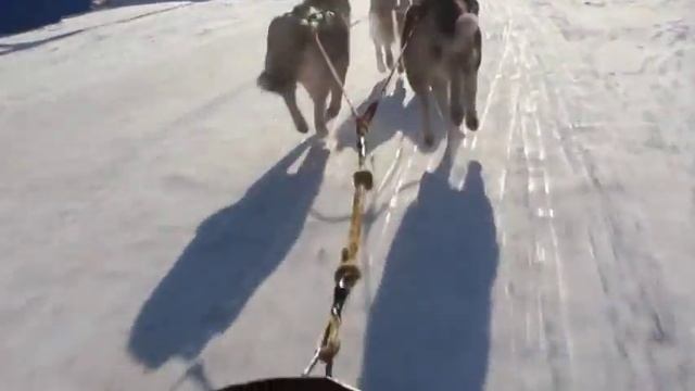 Катание на хаски Павлодар 2018 смотреть онлайн
