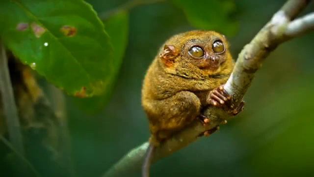 «Смешные животные Часть 3» improvisation piano Victor Mikhailovich Anokhin смотреть онлайн