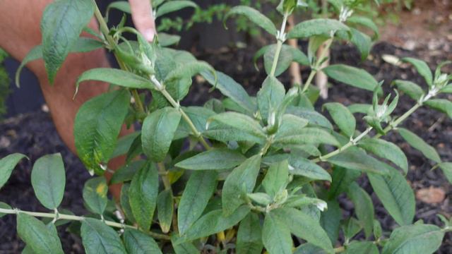 Establishing Our Moon Garden - Part 2 - Flowering Shrubs | Gardener In Love