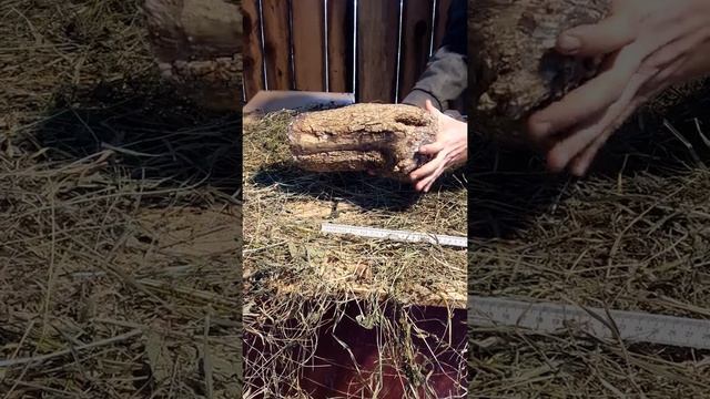 Olive wood -olea europaea- !VIDEO! - Turning wood, olive lumber, exotic wood,drehholz - S031 смотреть онлайн