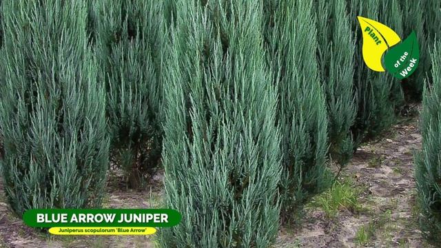 BLUE ARROW JUNIPER | Juniperus Scopulorum 'Blue Arrow'
