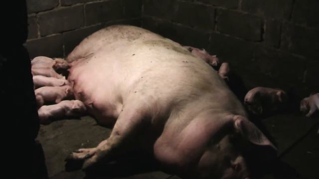 искусственное осеменение дало свои плоды смотреть онлайн