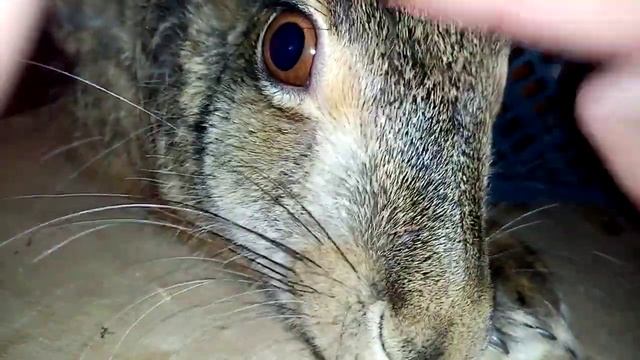 Заячьи когти. Содержание зайца требует жертв (с) смотреть онлайн