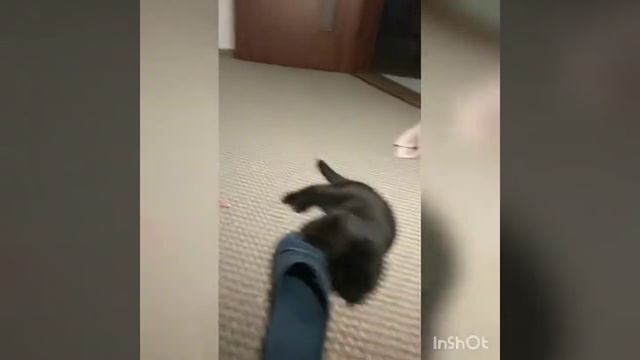 Кот и команда апорт, кот носит предметы, шотландский кот смотреть онлайн